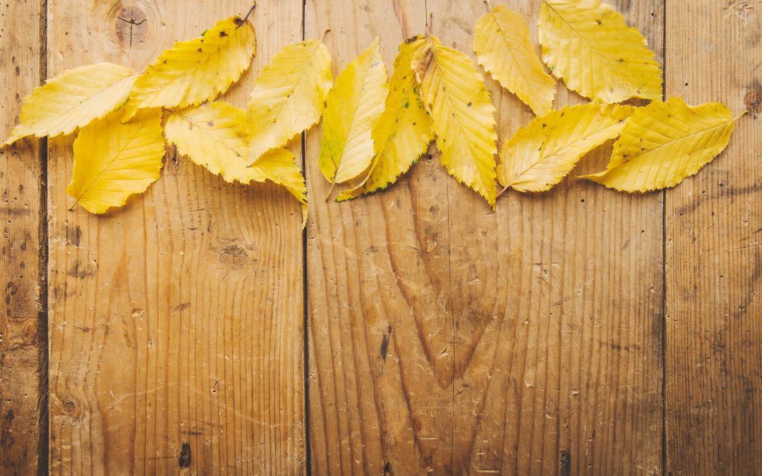 Influencer e sponsored post Ig e video YouTube: i dati di ottobre 2024