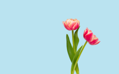 Influencer e sponsored post Ig e video TikTok e YouTube: i dati di maggio 2026