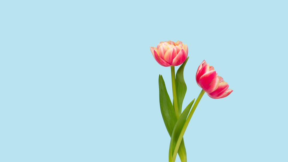 Influencer e sponsored post Ig e video TikTok e YouTube: i dati di maggio 2026